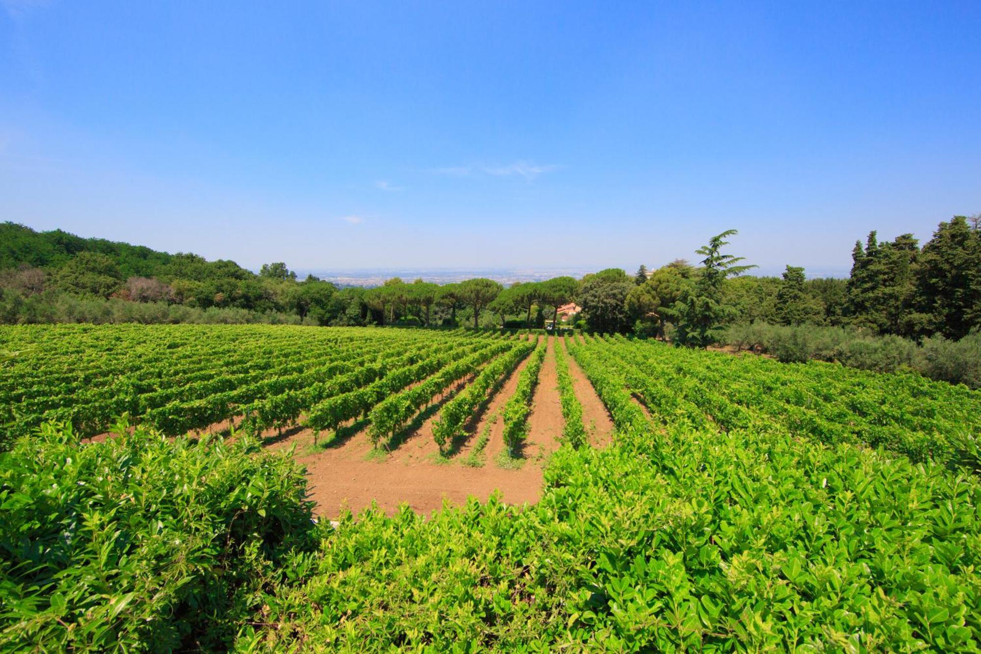 Frascati Country House グロッタフェッラータ エクステリア 写真